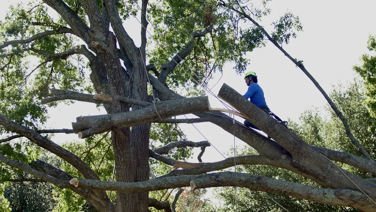 Professional Hazardous Tree Removal performed by certified arborists in Roff