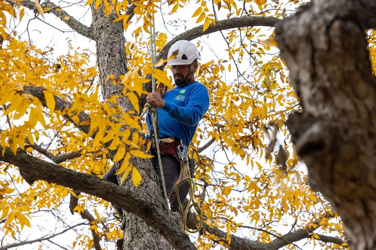 Skilled Dead Tree Removal crew working in Roff
